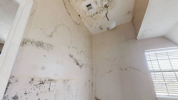 Best Indoor Air Quality Assessment  in Ravenna, MI