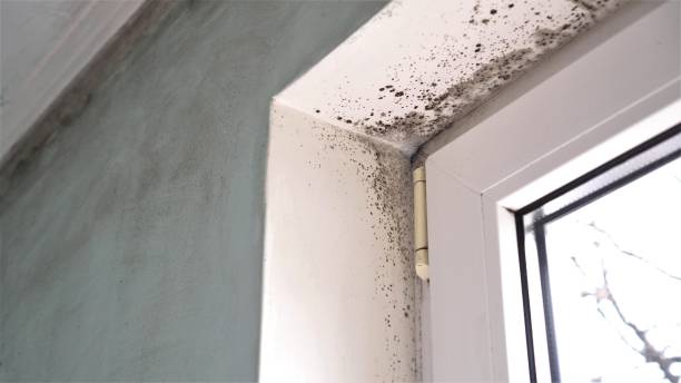 Best Emergency Mold Remediation  in Ravenna, MI