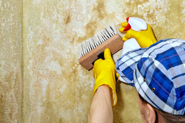 Best Asbestos and Lead Testing During Mold Inspection  in Ravenna, MI
