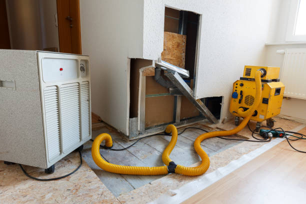 Best Basement Mold Removal  in Ravenna, MI