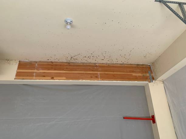 Ravenna, MI Mold Removal Pros