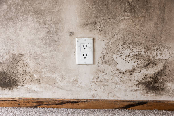 Professional Mold Removal in Ravenna, MI