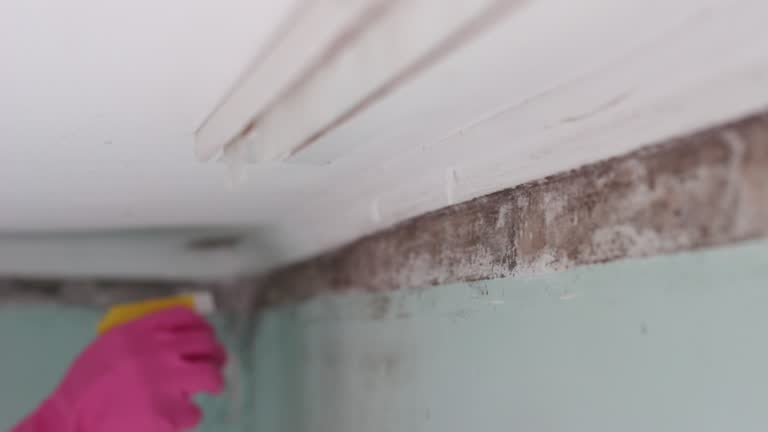 Best Water Damage & Mold Remediation  in Ravenna, MI