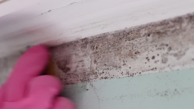 Best Mold Odor Removal Services  in Ravenna, MI